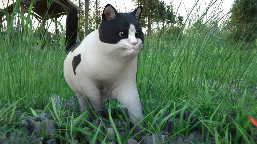 紅の砂漠　太った猫